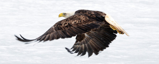 Ein ausgewachsener Adler setzt zum Angriff an