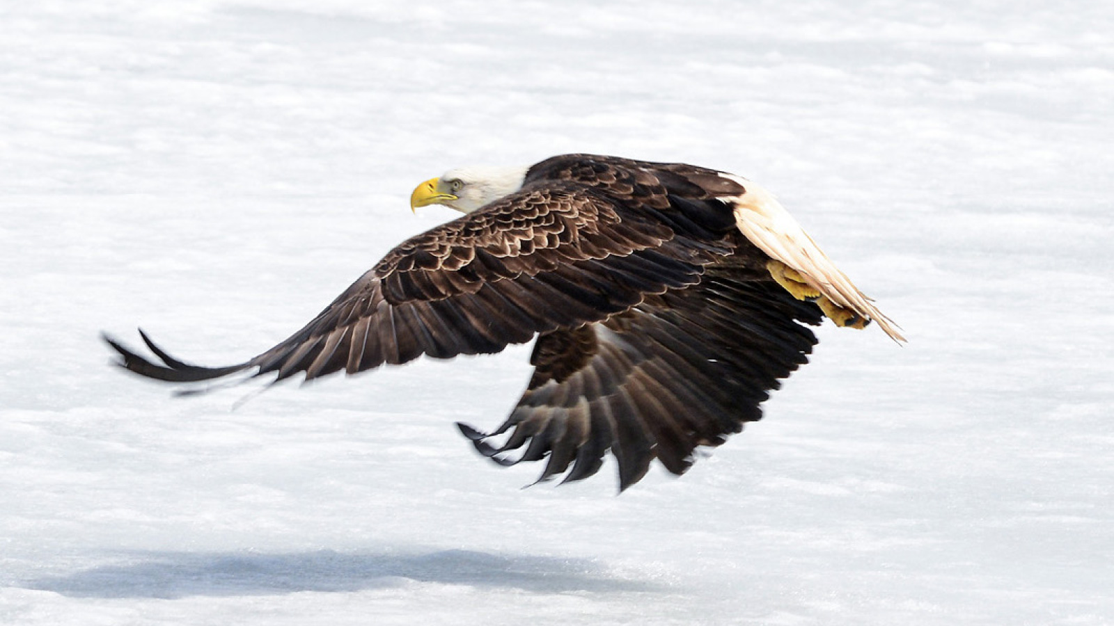 Ein ausgewachsener Adler setzt zum Angriff an