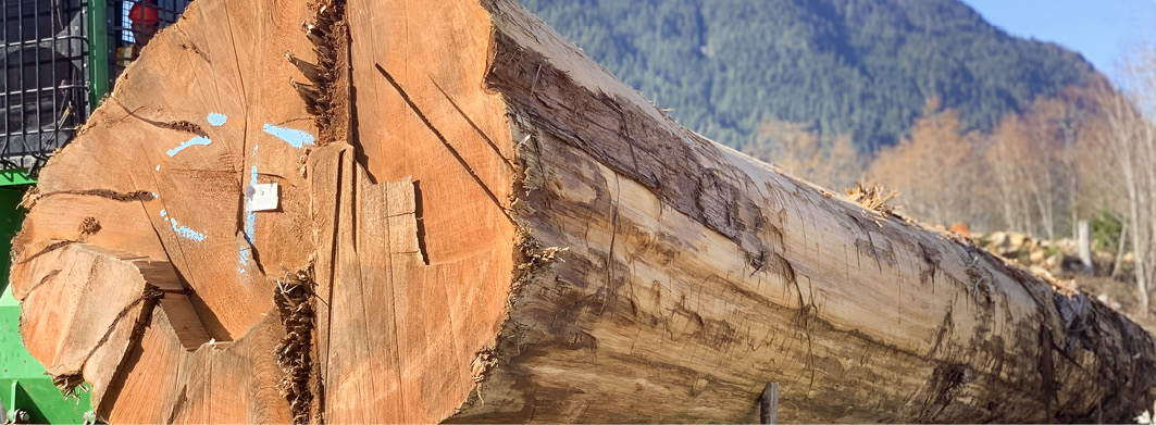 Die uralte Rot-Zeder wurde in British Columbia verladen und auf die 6000 km lange Reise an die kanadische Ostküste geschickt.