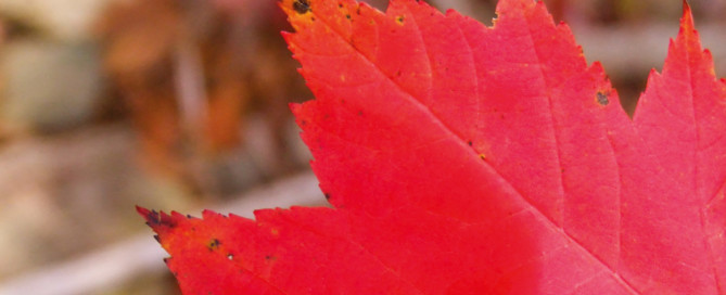 Maple Syrup Season