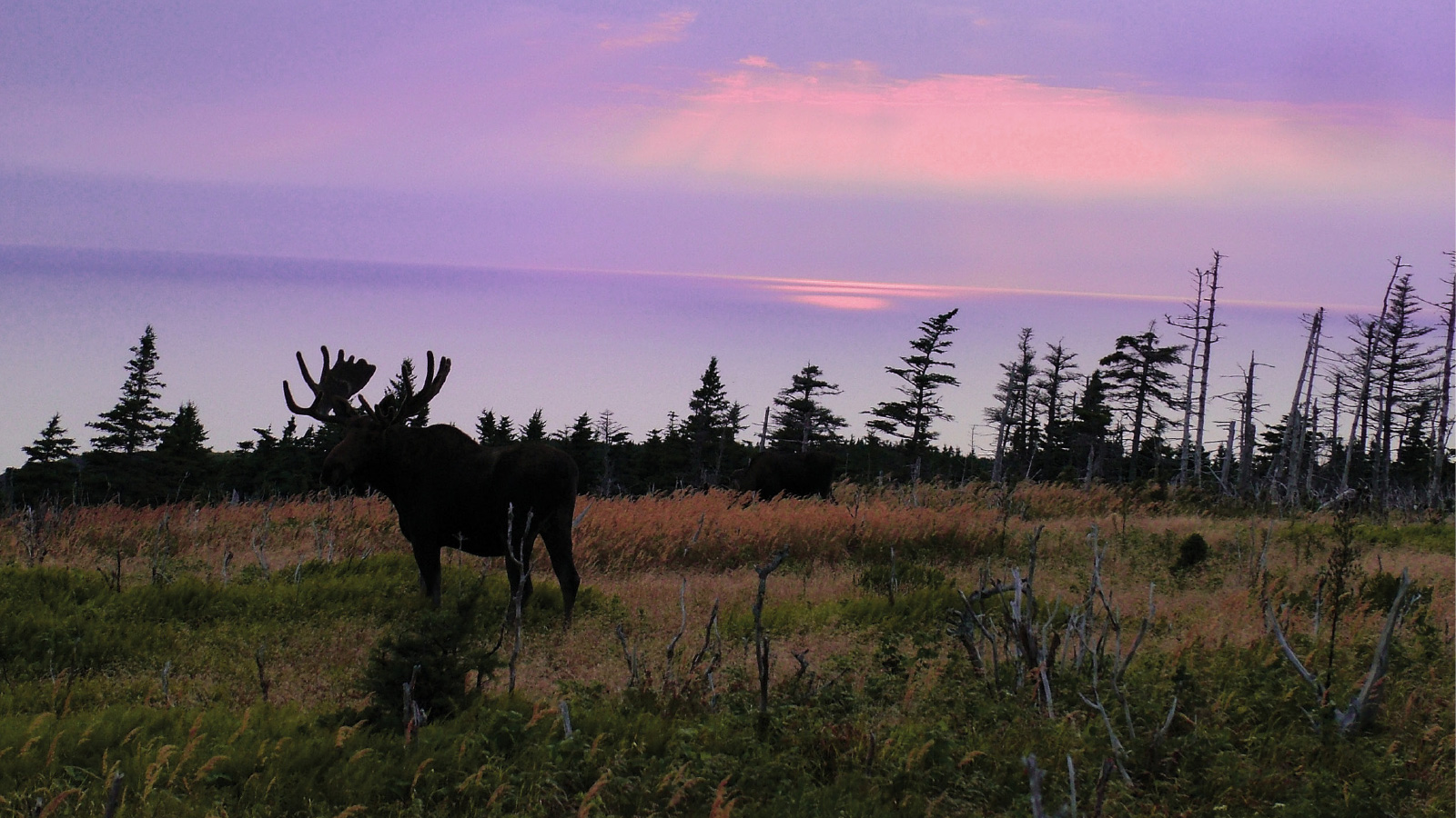 Elche in Kanada - Nova Scotia - Cape Breton