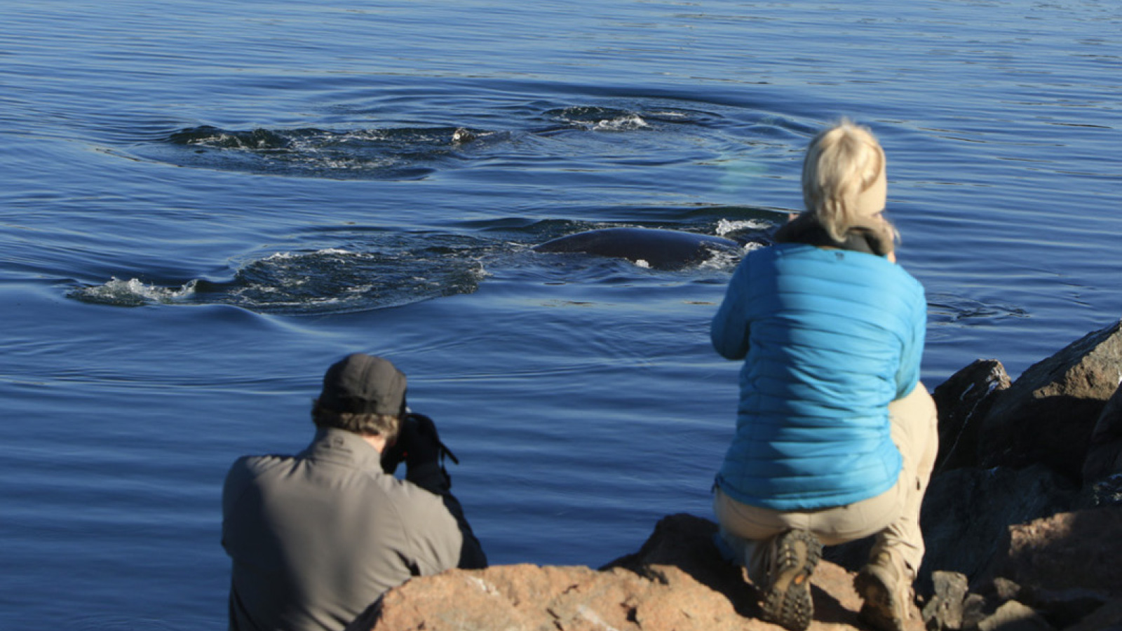 Wale beobachten in Nova Scotia / Kanada