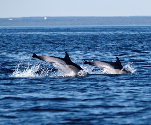 Delfine in Nova Scotia / Kanada