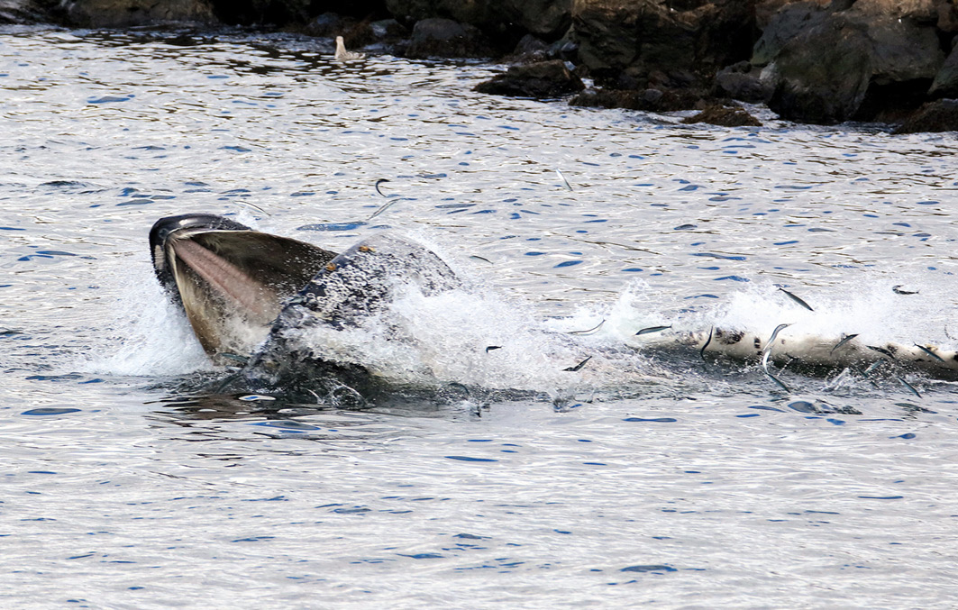 Wale beobachten in Nova Scotia / Kanada