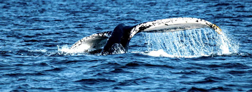 Wale beobachten in Nova Scotia / Kanada